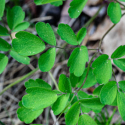 Thalictrum pubescens tall meadow rue